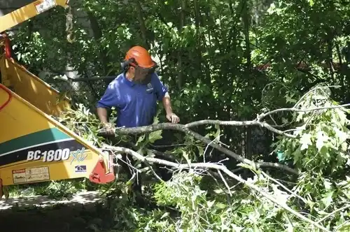 tree services Barnhart